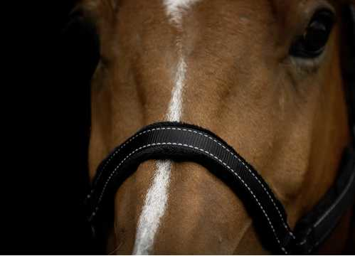 Monzo Headcollar, halter