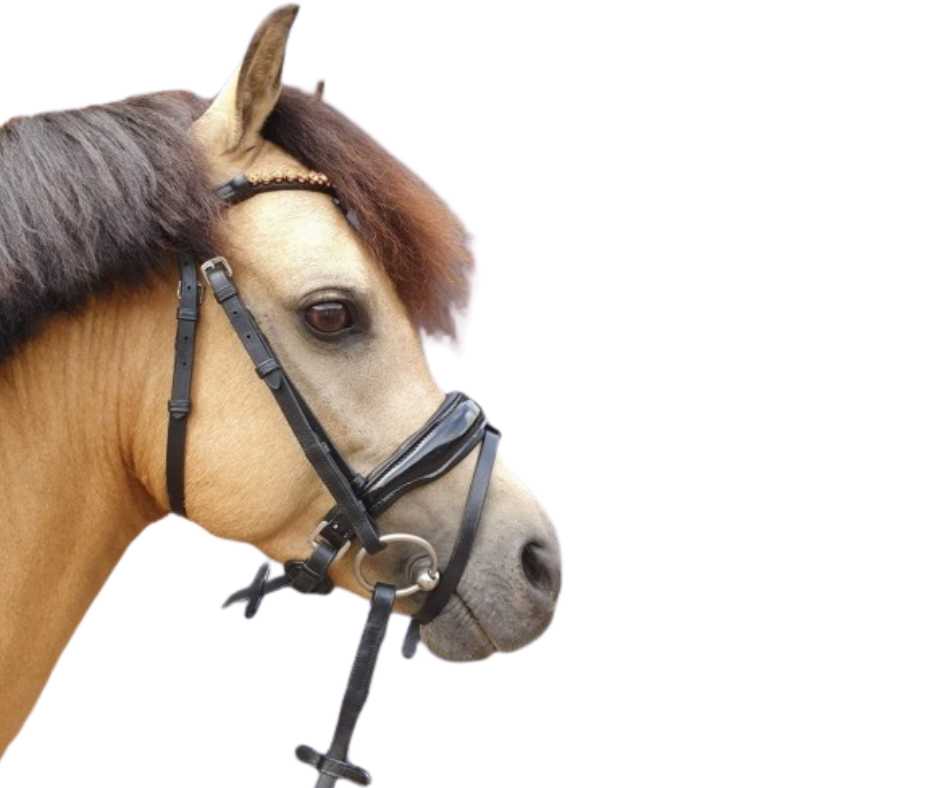 Showtime Palermo bridle