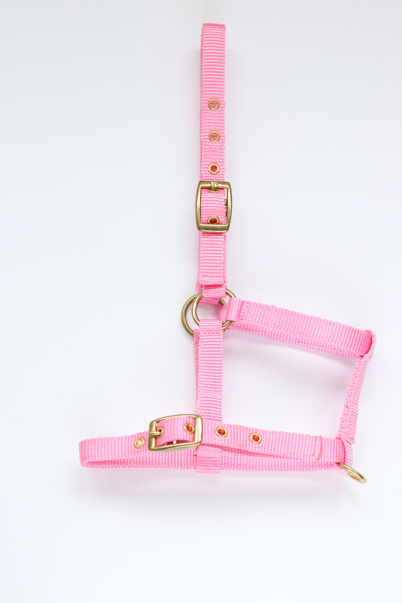 Amika headcollar