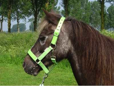 Celzi Headcollar, halter