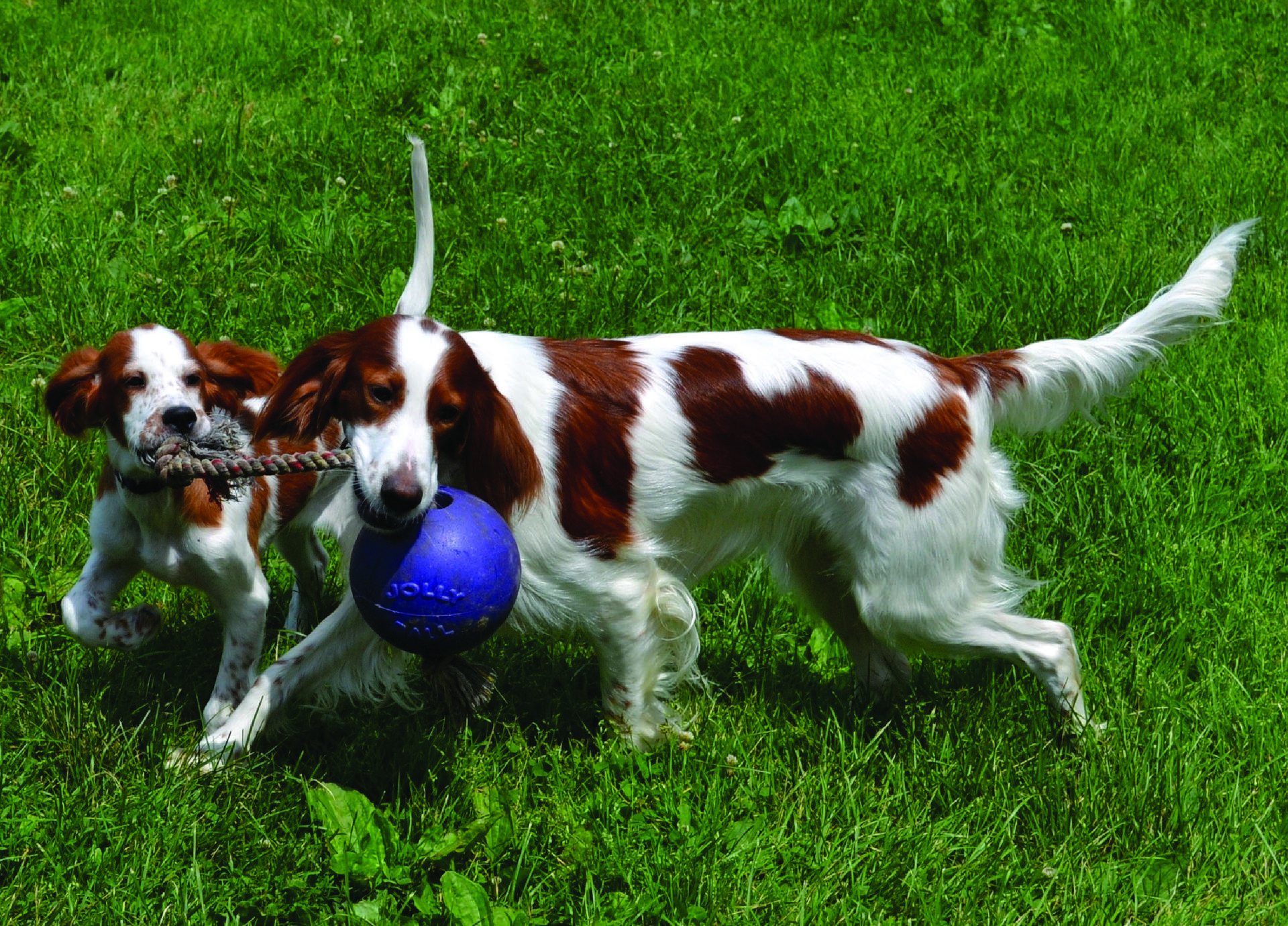 Scented dark blue dog ball with rope