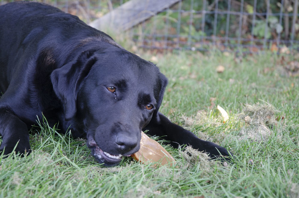 Dental ears for dogs 12pcs