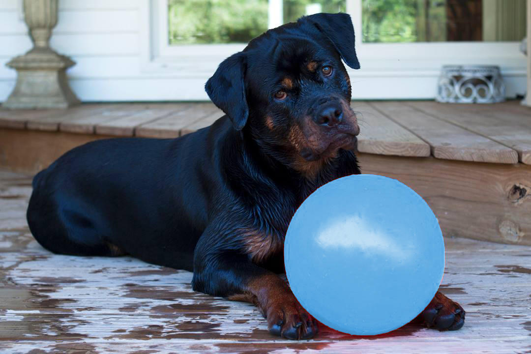 Bounce-n Play 20cm dog ball