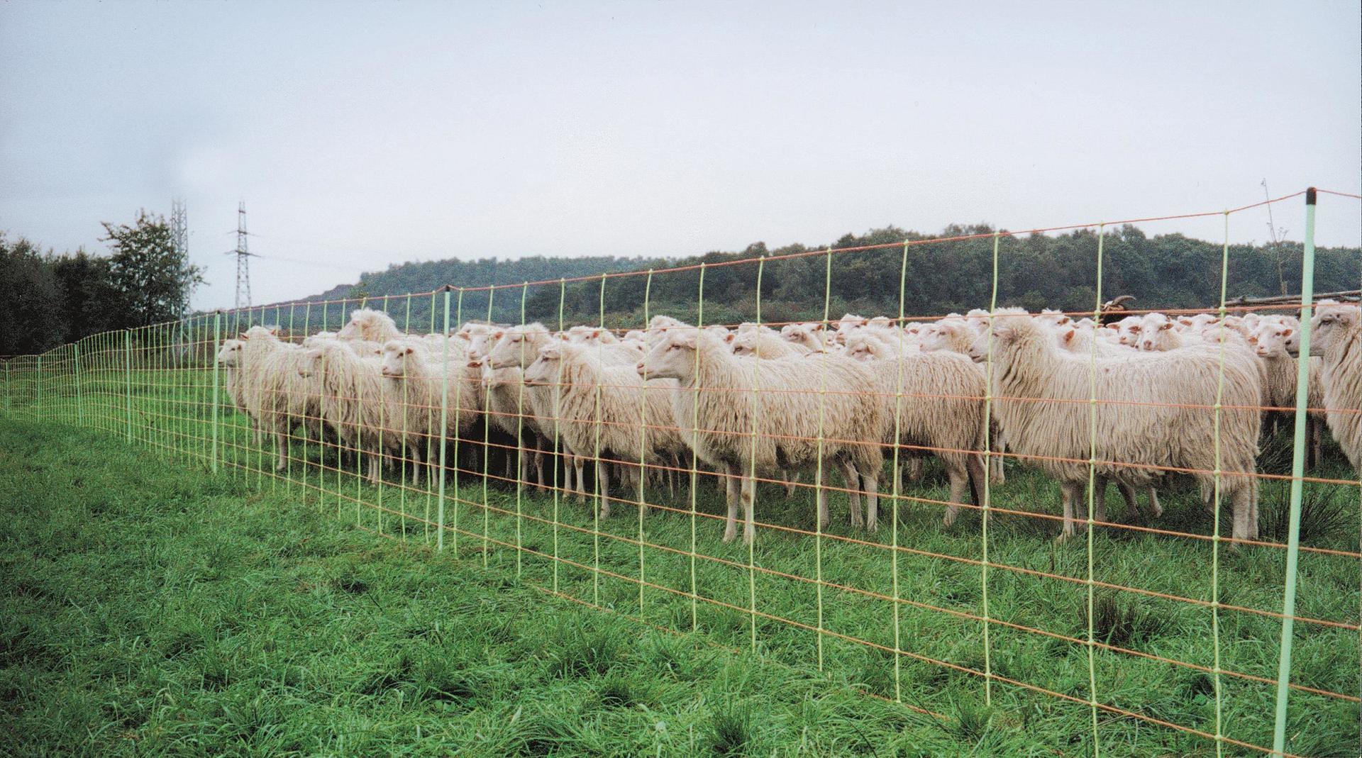 Combi sheep net 90 cm single spike 50 m