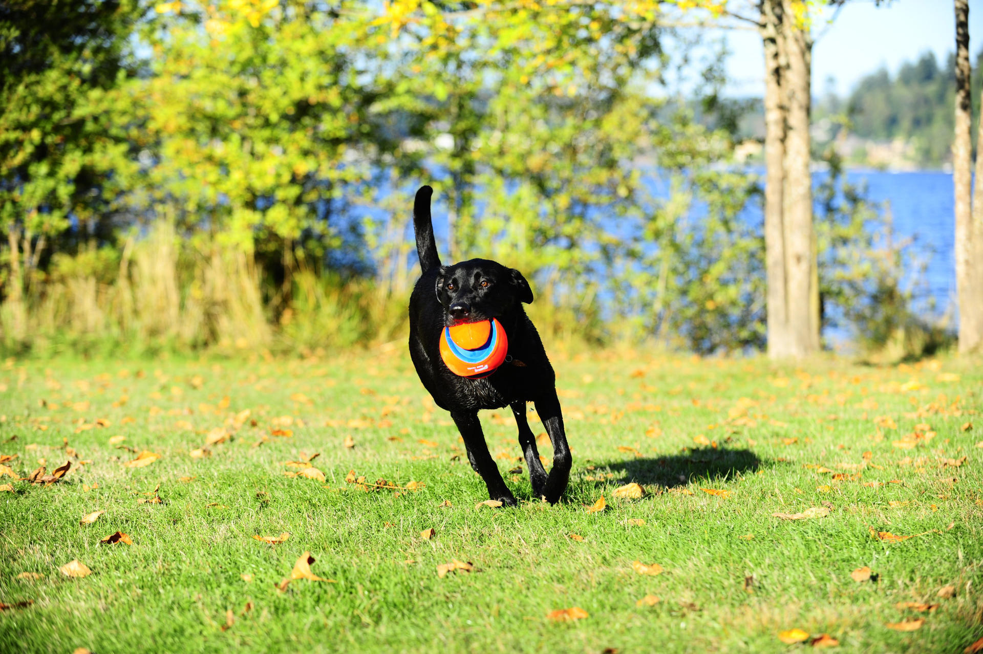 Kick Fetch 19 cm dog ball