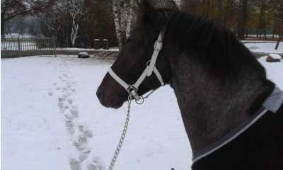 Evy leather headcollar, halter