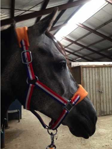 Paradiso Headcollar, halter