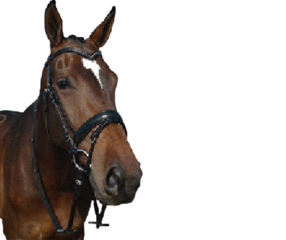 New Dehli bridle