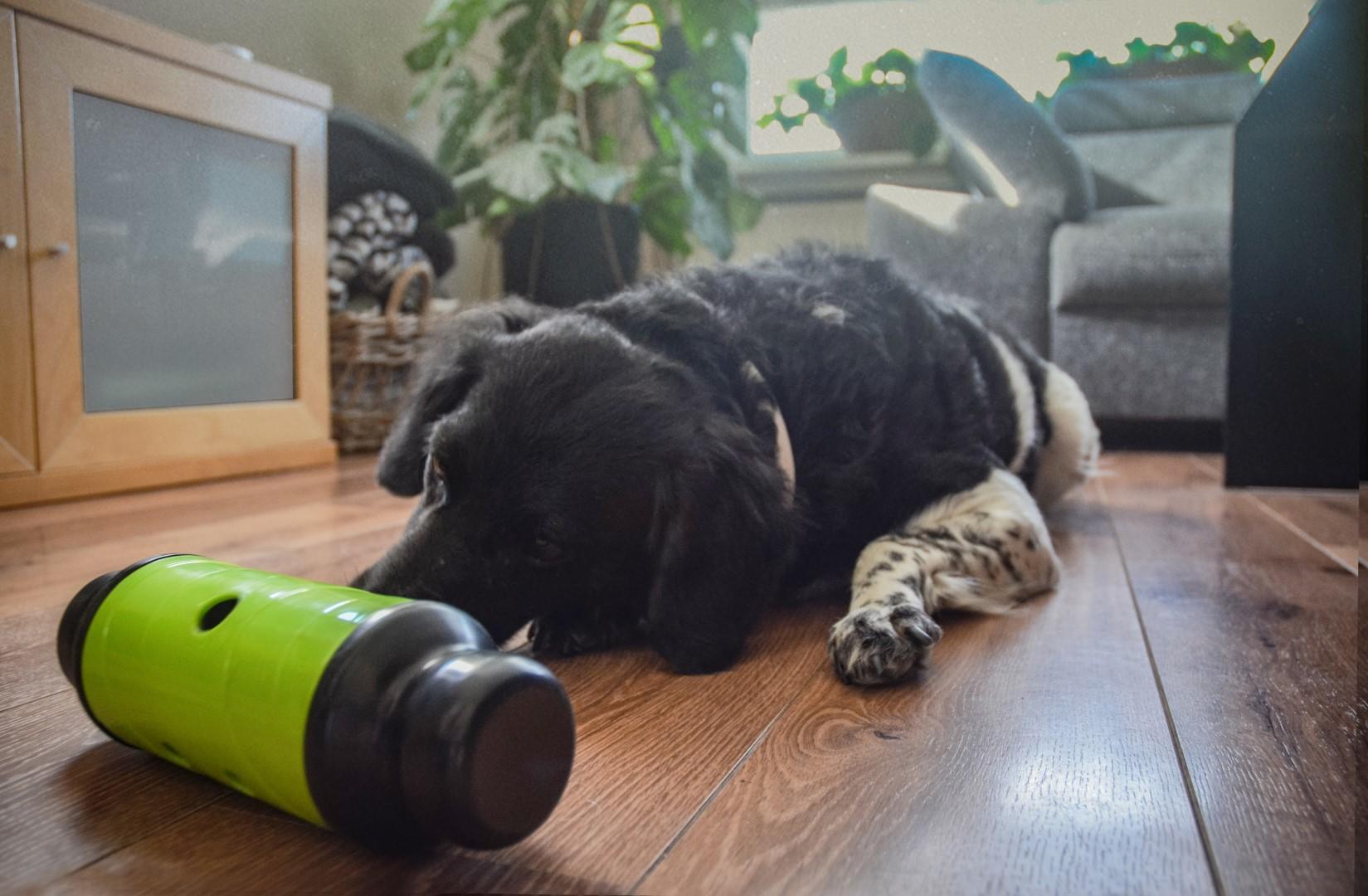 Slow feeding roller for dogs L