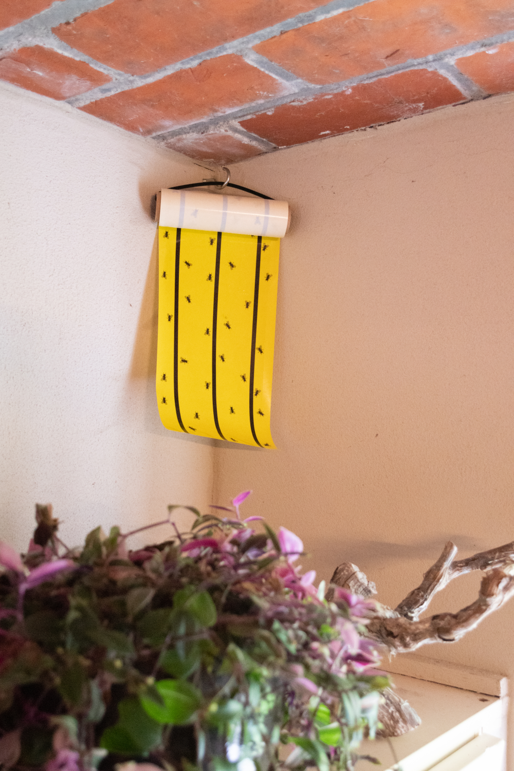 fly tape yellow barn pest control glue traps