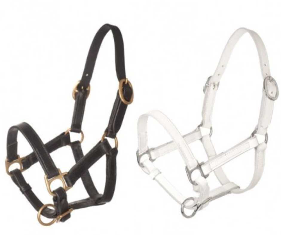 Headcollar and halter baby foal