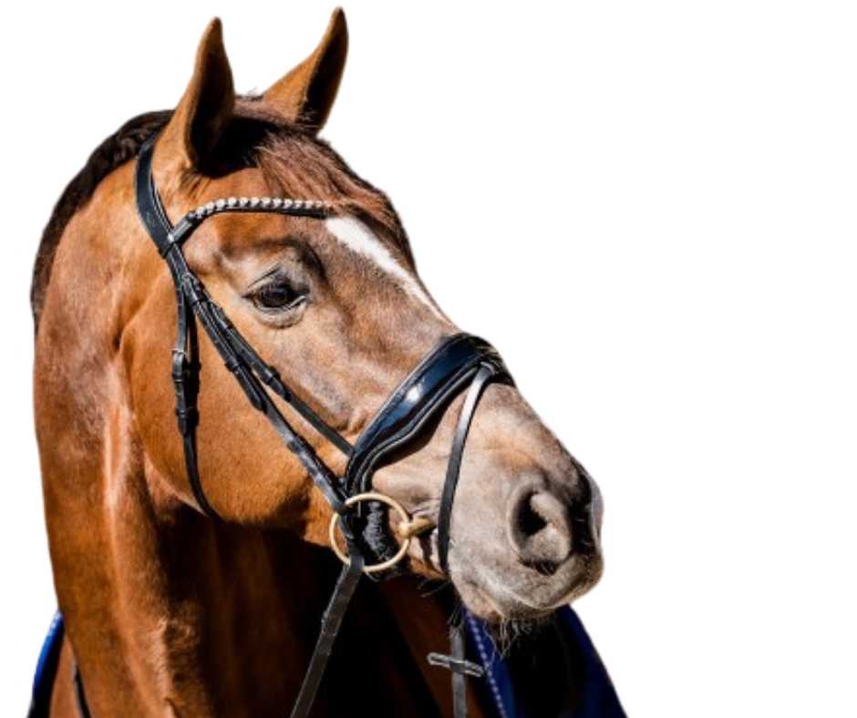 Showtime Special Guy bridle
