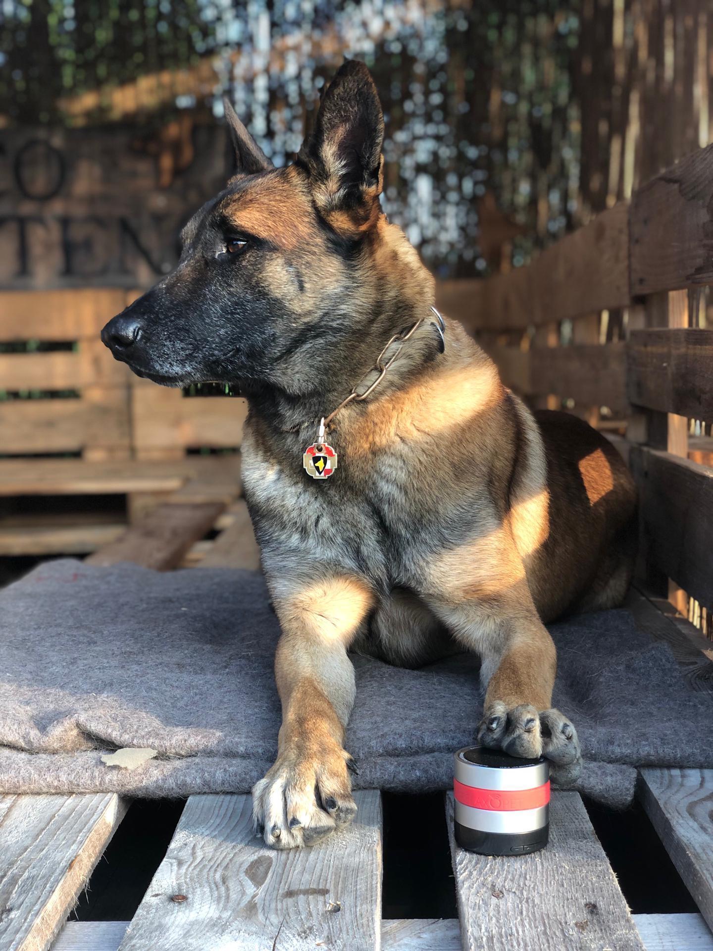 PRO Calming device for dogs