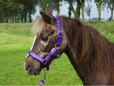 Celzi Headcollar, halter