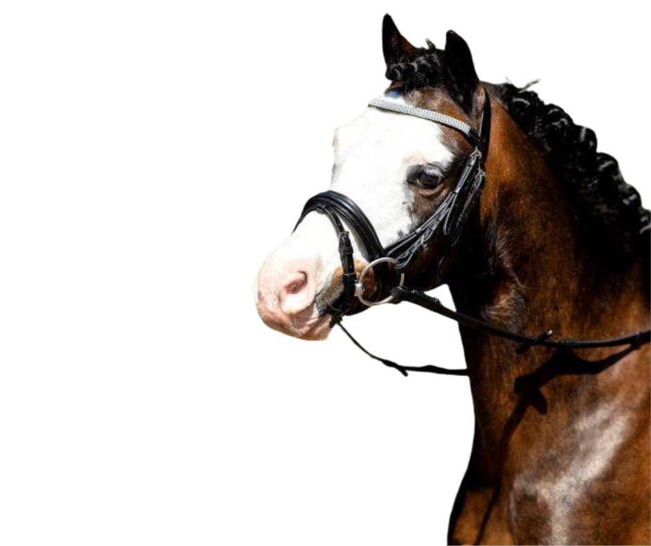 Luxury bridle with small size