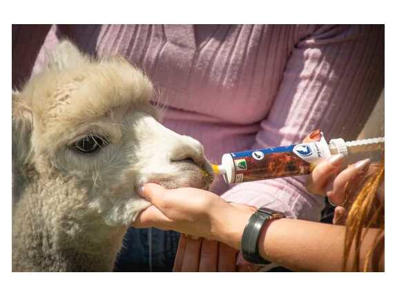 Alpaca health gel