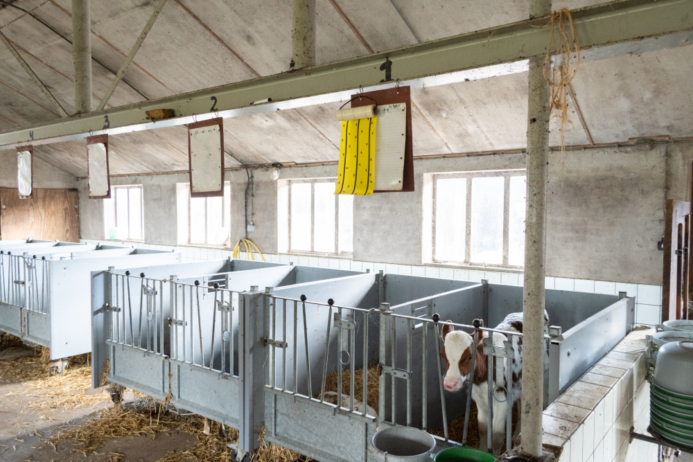 fly tape yellow barn pest control glue traps