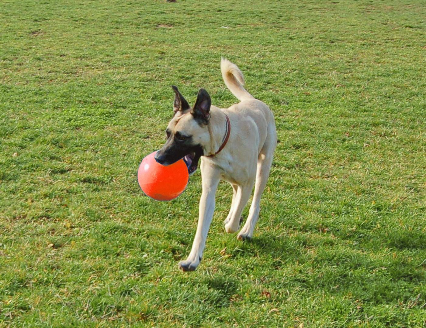 Bounce-n Play 15cm dog ball