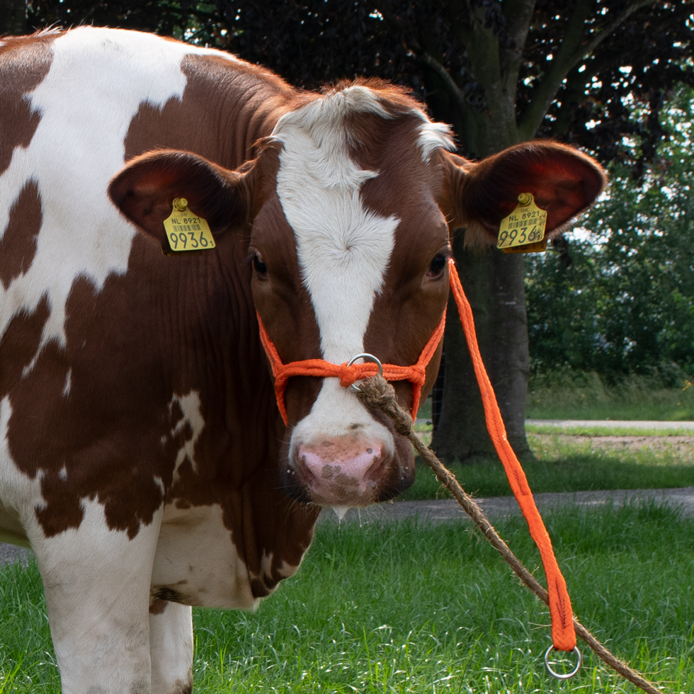Cow Headcollar, halter