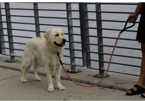 Blue polka dot dog leash 150cm