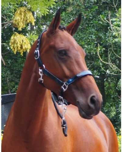 Pagani Headcollar, halter