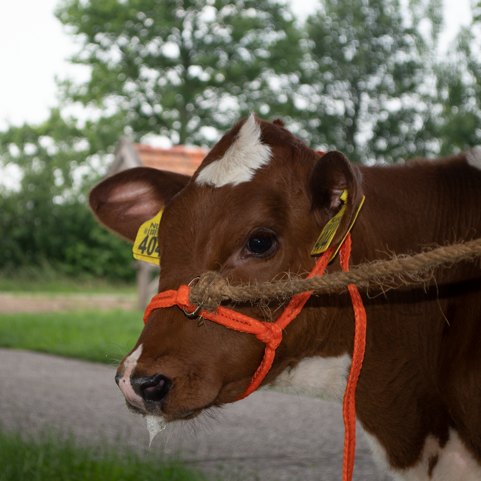 headcollar, halter for calf
