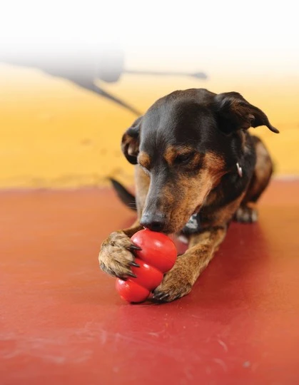 Classic toy with feeder for dog