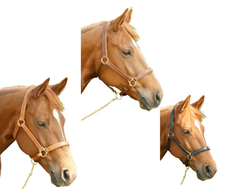 Golden Future Line headcollar, halter