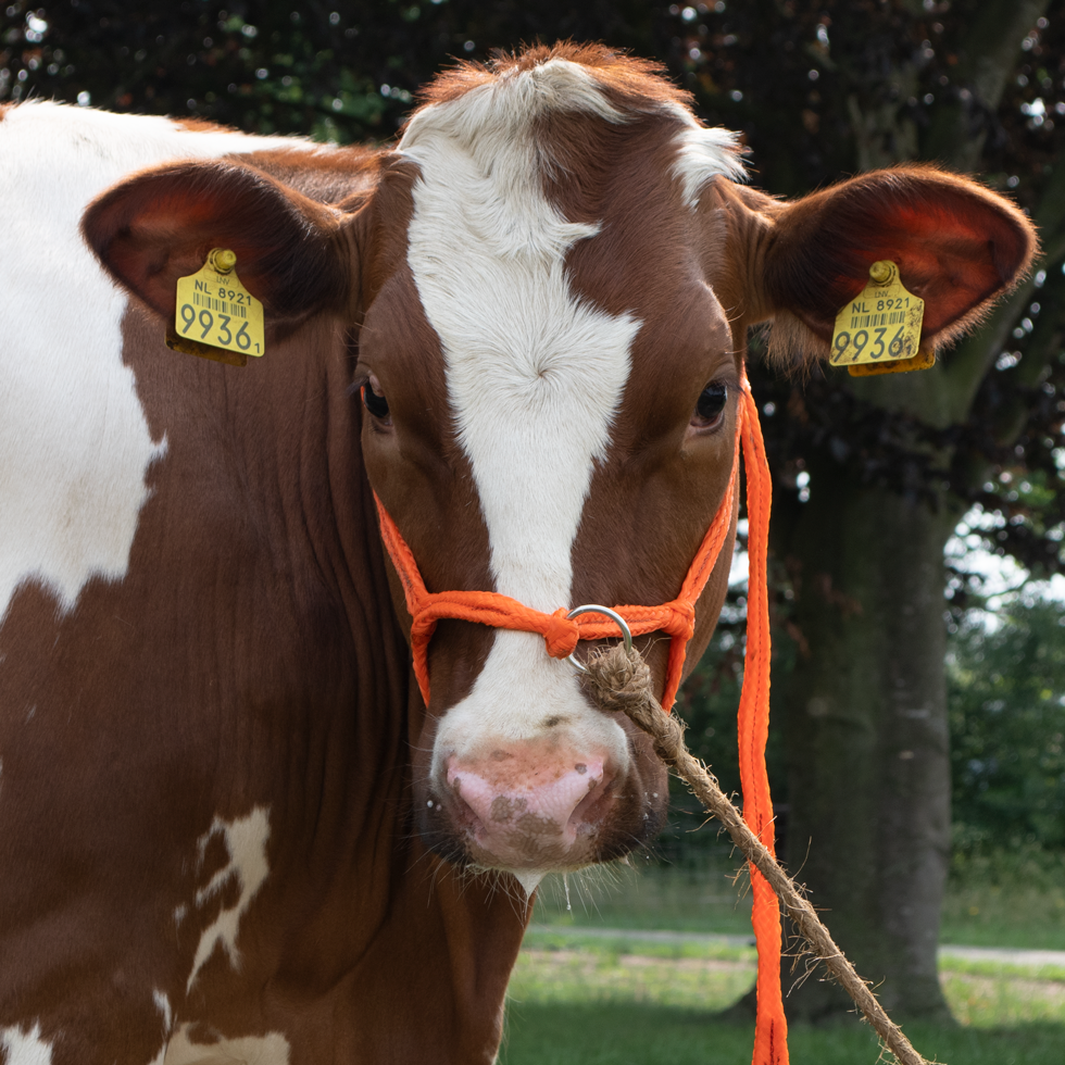 Cow Headcollar, halter