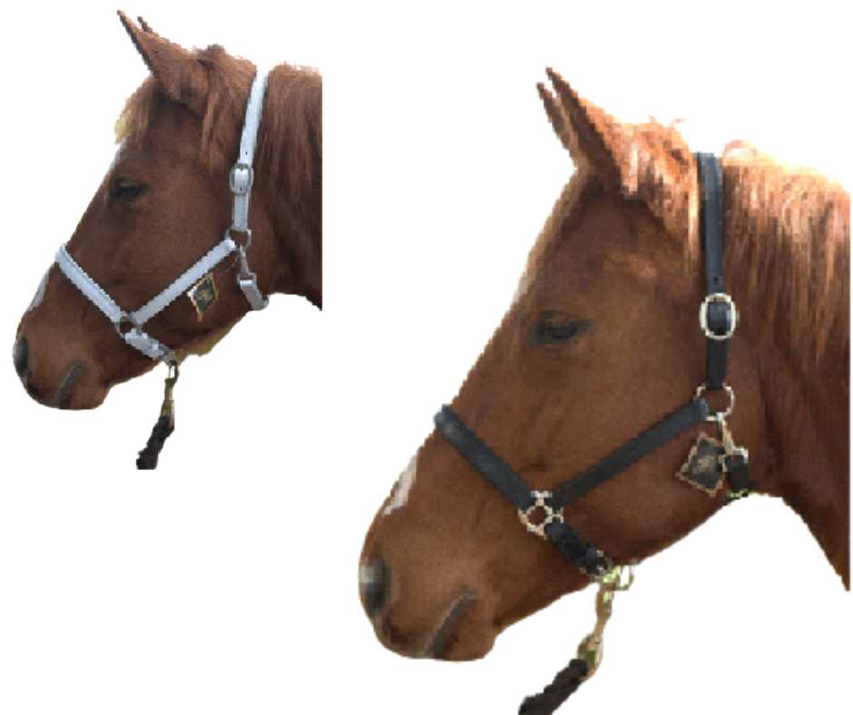 Evy leather headcollar, halter