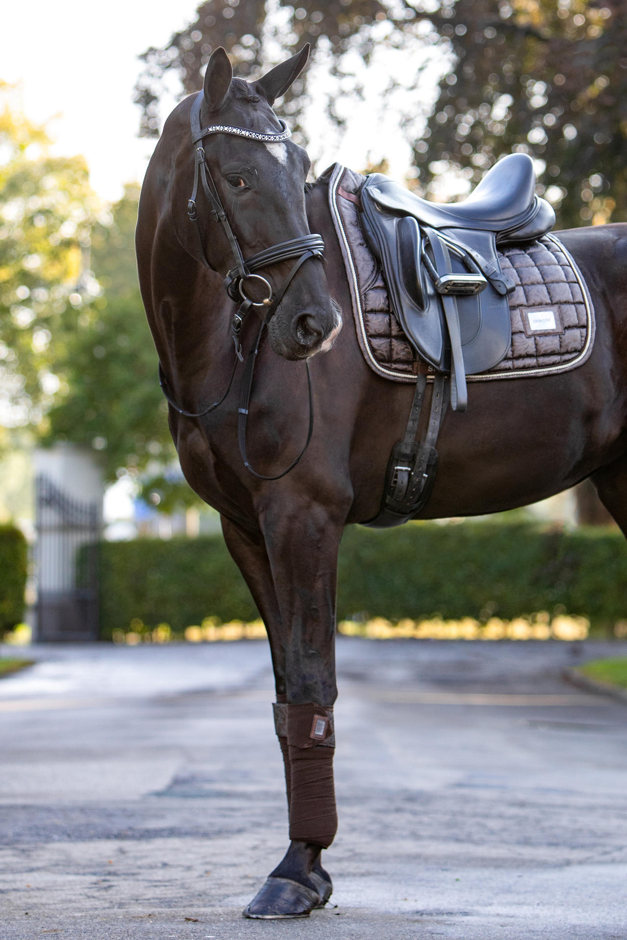 Lake View Showtime Dressage saddle pad