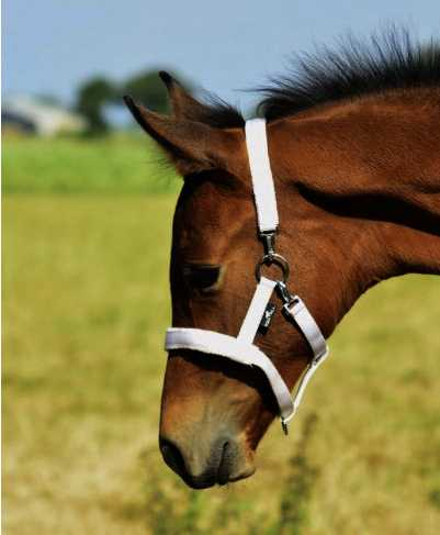 Melfi headcollar, halter for foal