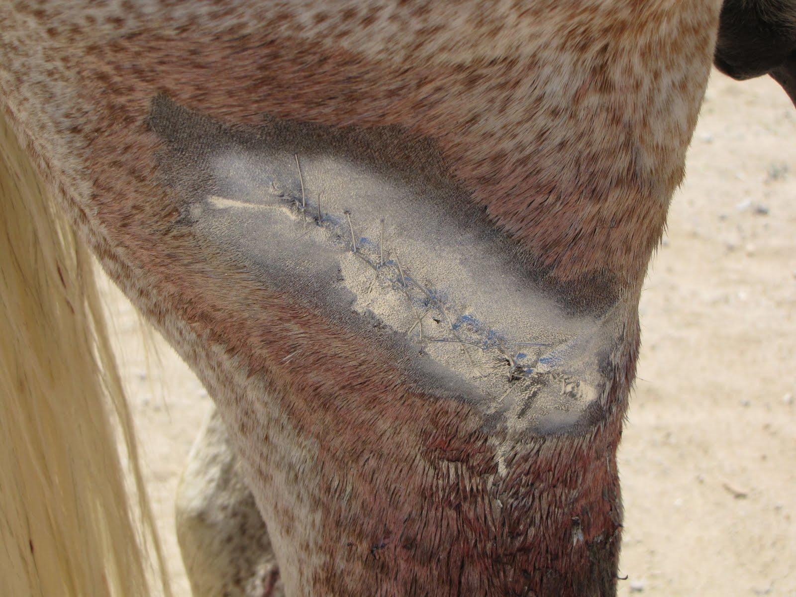 Wound healing aluminium spray