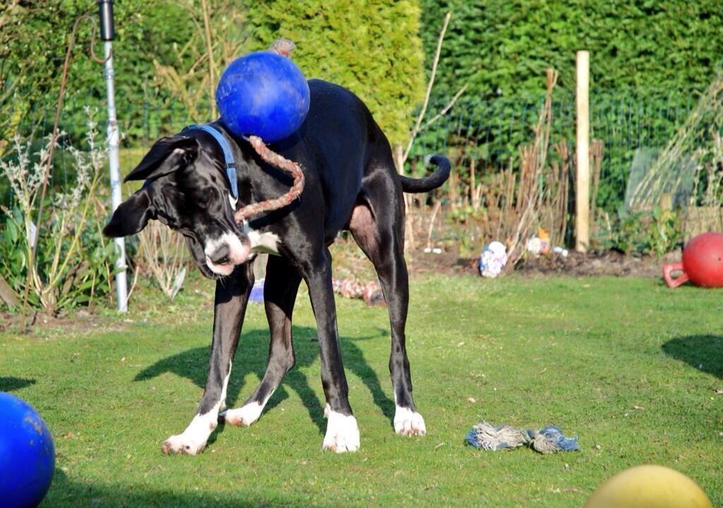 Scented dark blue dog ball with rope