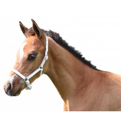 foal headcollar