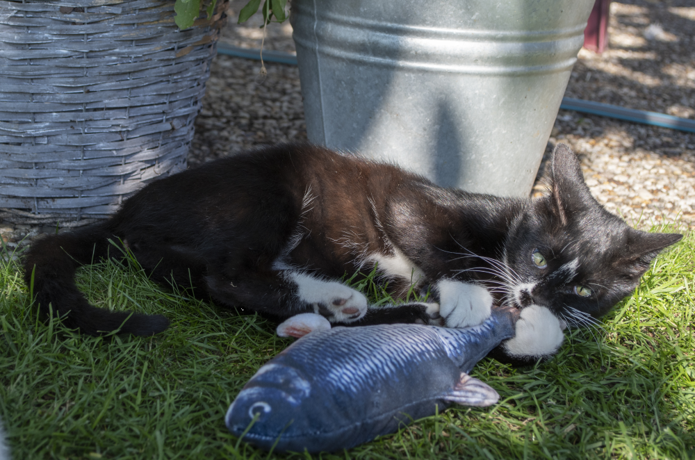 Carp stuffed with catnip cat toy