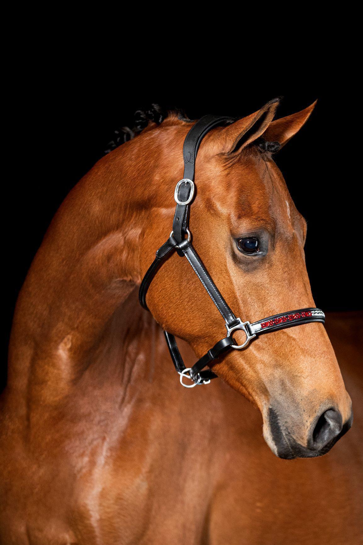 Amy Showtime Headcollar, halter