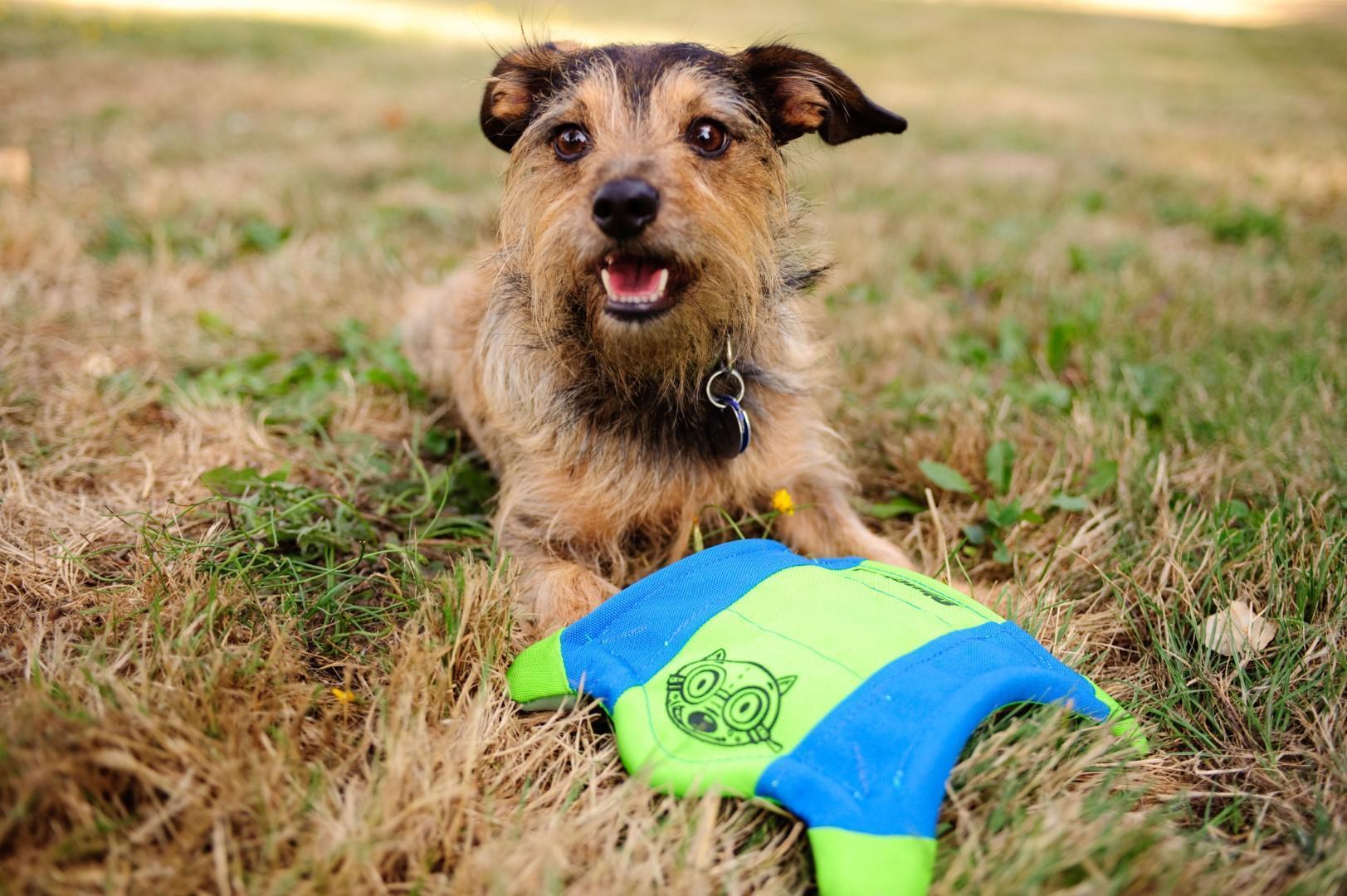 Squirrel shaped throw toy M 35 cm dog toy frisbee