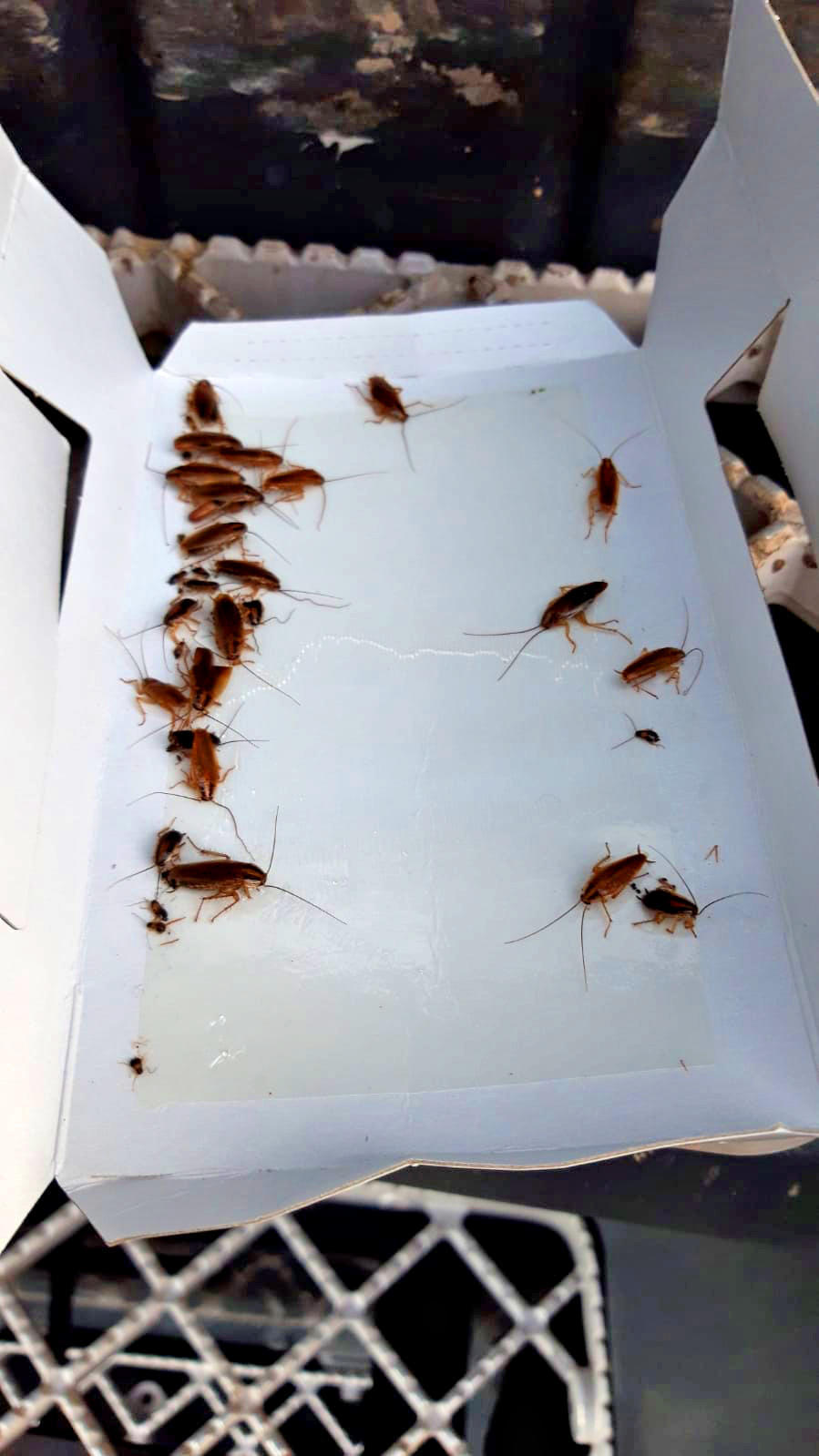 Cockroach trap, insect control