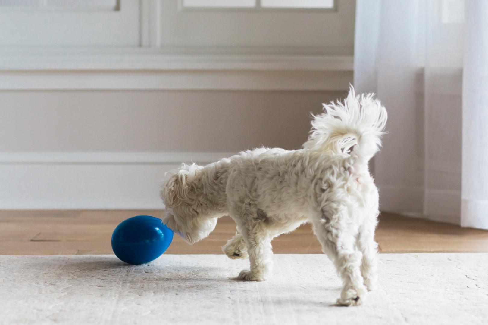 Egg-shaped medium dog toy, blue