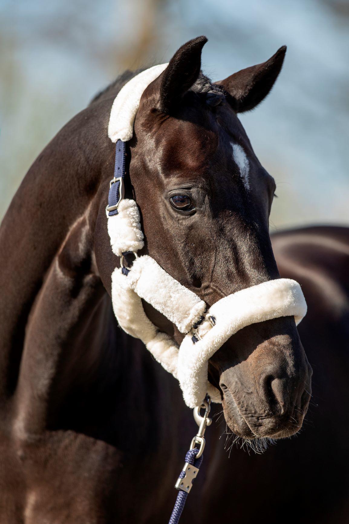 Desir Showtime Headcollar, halter