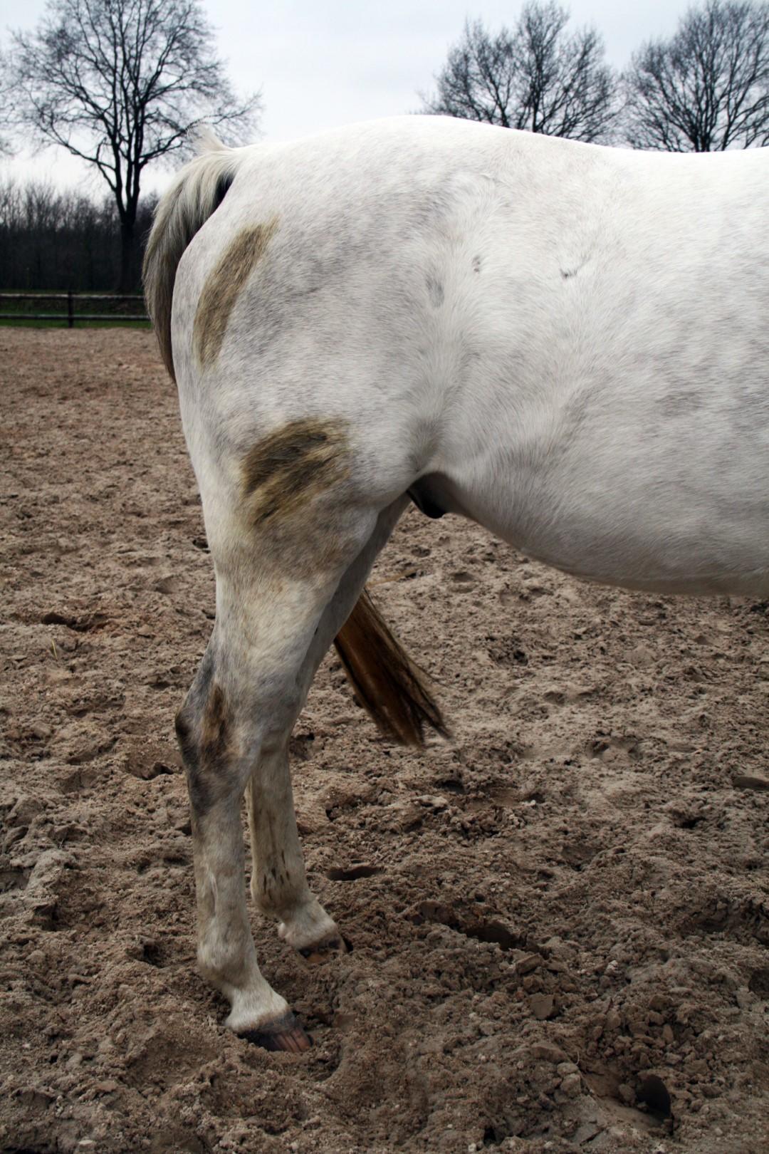 Cleaning spray for horse