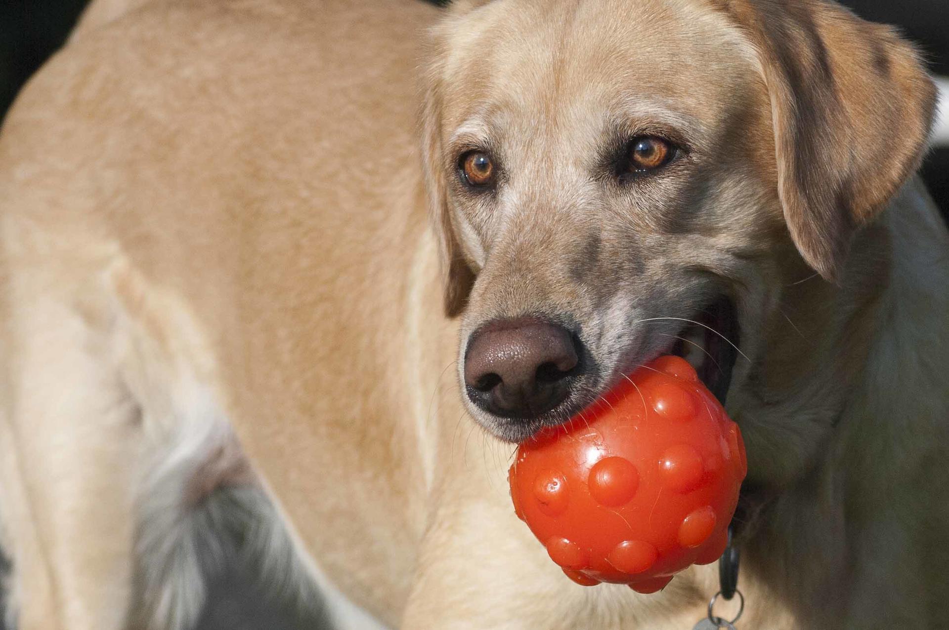 Jumper dog ball 7,5cm