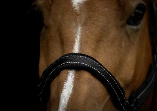 Monzo Headcollar, halter
