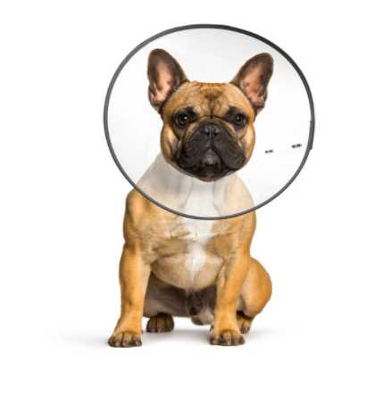 Medical collar for dogs M