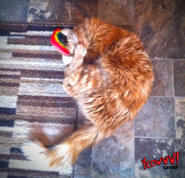Rainbow cat toy filled with catnip