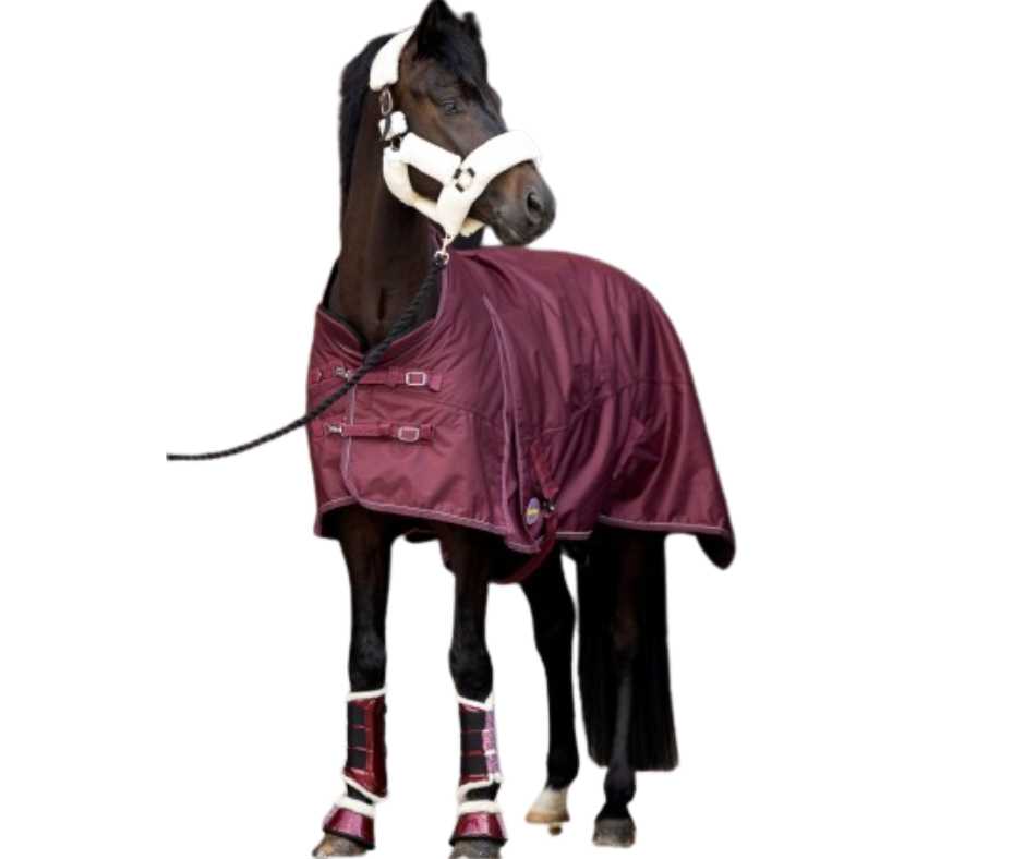 Katy Showtime winter horse rug