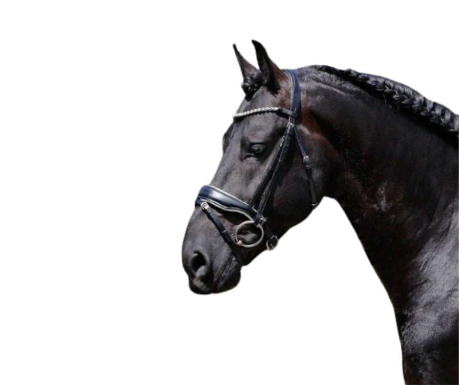 Showtime Grandprix bridle