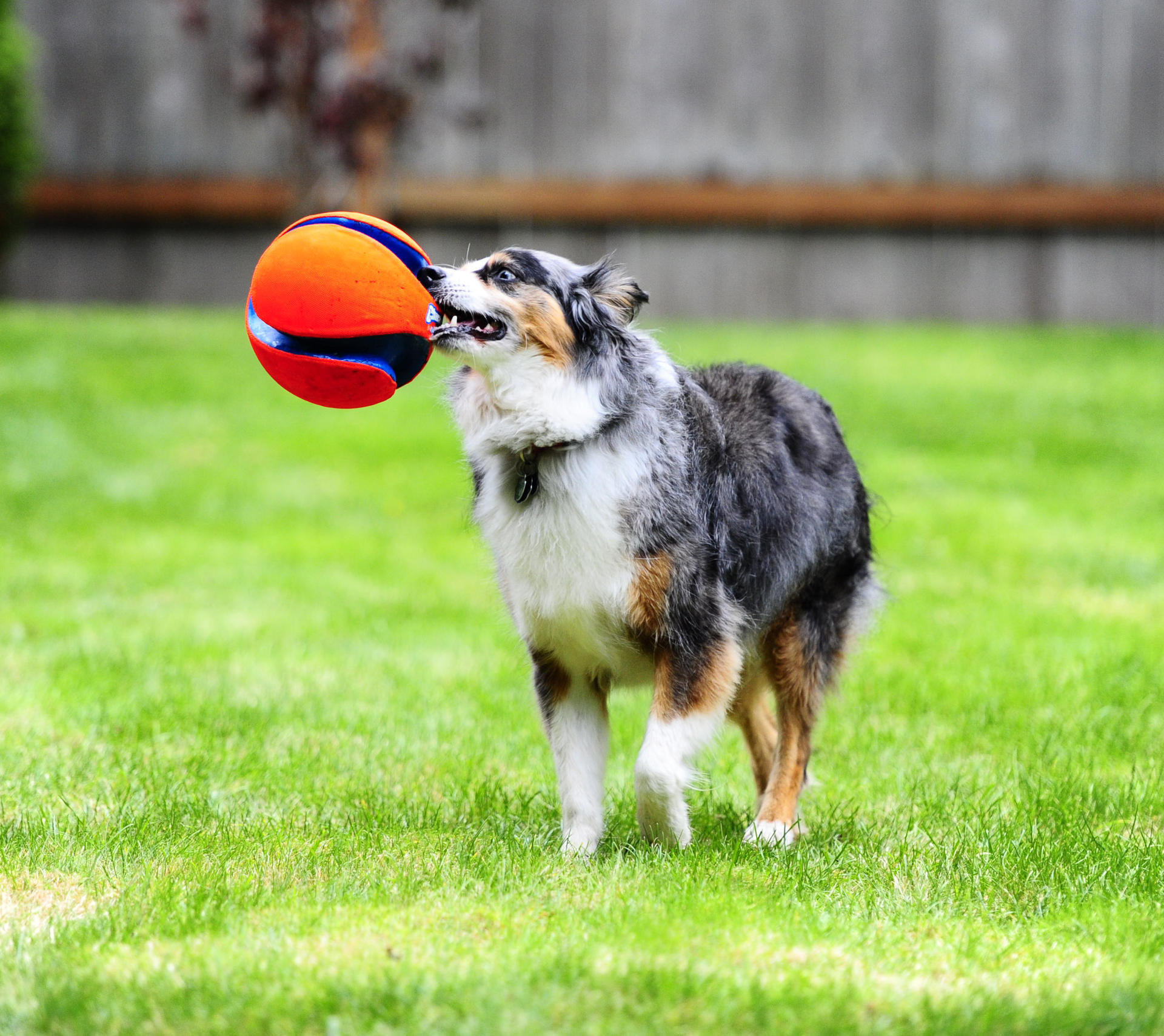 Kick Fetch 19 cm dog ball