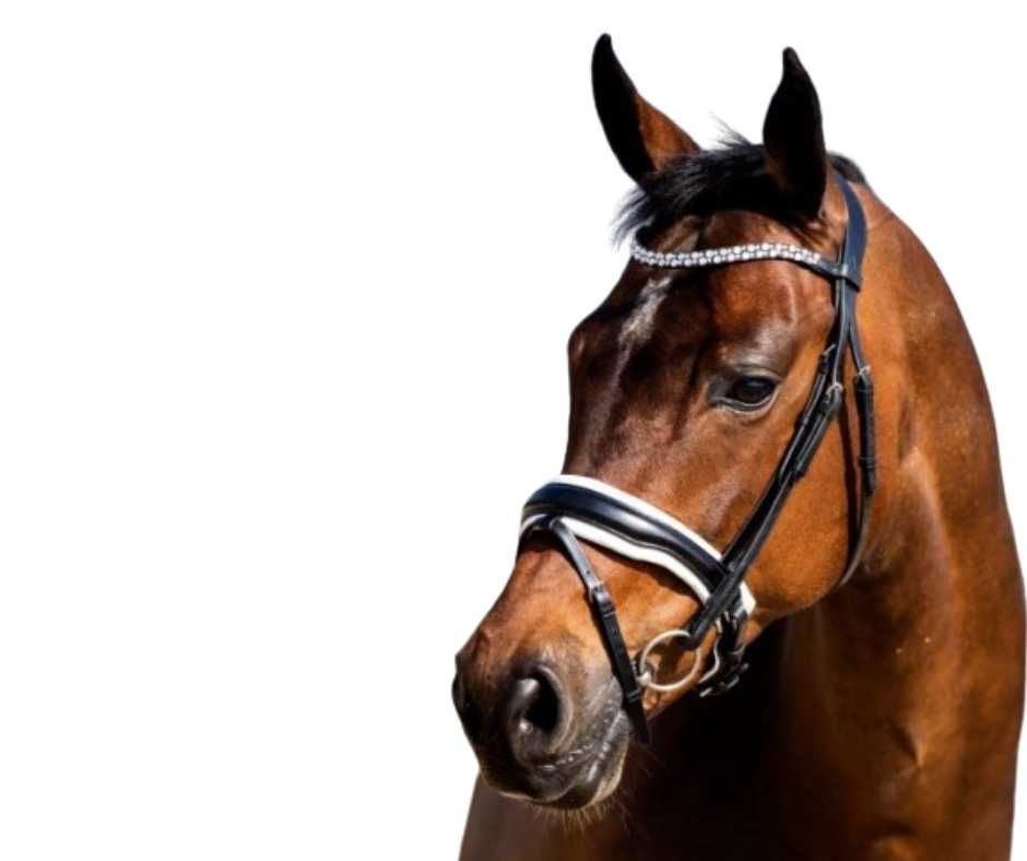 Show time bridle Jubilee